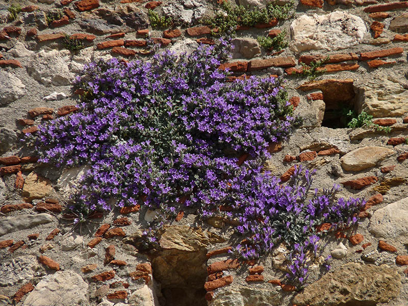 Peloponneso: Campanula topaliana